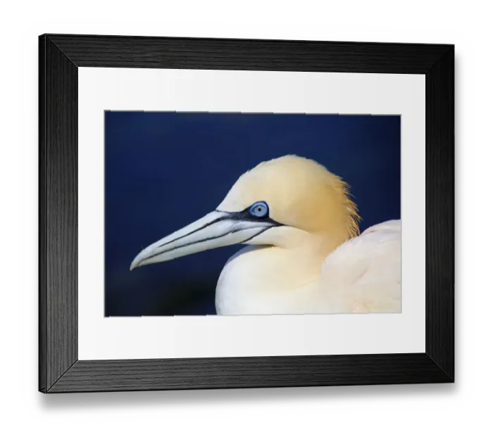Framed Print : Portrait of a northern gannet