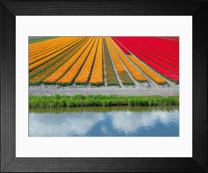 Framed Print : Landscape in Holland in spring with tulips Framed Print : Landscape in Holland in spring with tulips