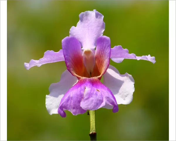Vanda miss joaquim orchid, national flower of Singapore