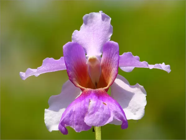 Vanda miss joaquim orchid, national flower of Singapore