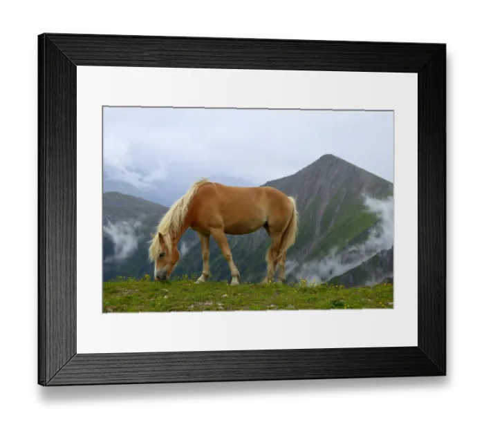 Framed Print : Haflinger horse grazing at high altitude, Austria Framed Print : Haflinger horse grazing at high altitude, Austria