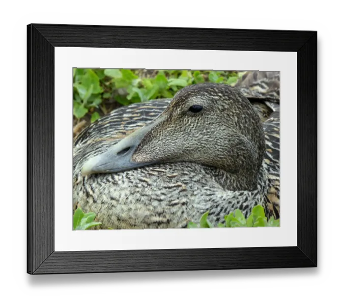 Framed Print : Close-up of female eider (Somateria mollissima) sitting on nest Framed Print : Close-up of female eider (Somateria mollissima) sitting on nest