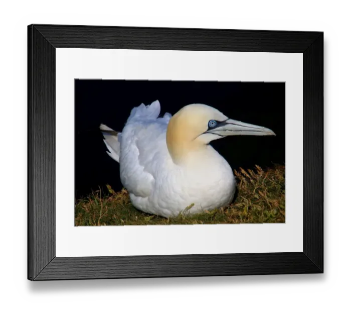 Framed Print : Portrait of a northern gannet (morus bassanus or sula bassana) on Helgoland, Germany Framed Print : Portrait of a northern gannet (morus bassanus or sula bassana) on Helgoland, Germany