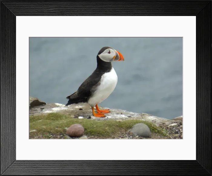 Framed Print : Puffin, Farne islands, England Framed Print : Puffin, Farne islands, England