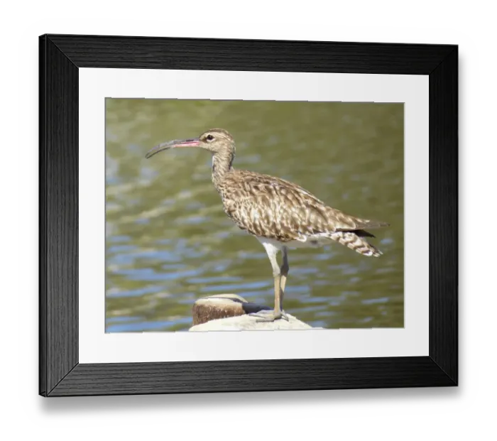 Framed Print : Whimbrel, Gambia, West Africa Framed Print : Whimbrel, Gambia, West Africa