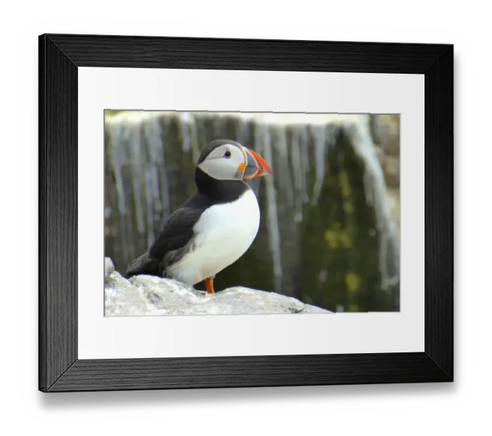 Framed Print : Puffin, Farne islands, England Framed Print : Puffin, Farne islands, England