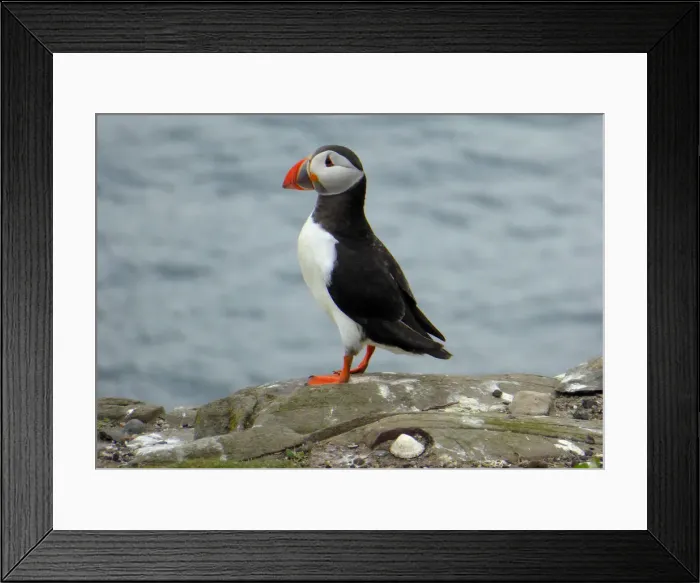 Framed Print : Puffin, Farne islands, England Framed Print : Puffin, Farne islands, England