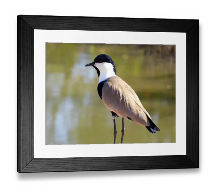 Framed Print : Spur-winged Lapwing (Vanellus spinosus) Framed Print : Spur-winged Lapwing (Vanellus spinosus)