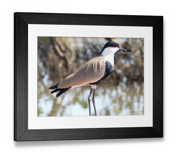 Framed Print : Spur-winged Lapwing (Vanellus spinosus) Framed Print : Spur-winged Lapwing (Vanellus spinosus)