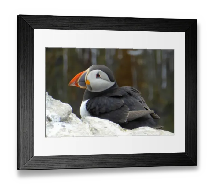 Framed Print : Puffin, Inner Farne, Farne islands, England Framed Print : Puffin, Inner Farne, Farne islands, England