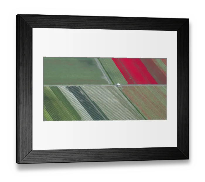 Framed Print : Panoramic aerial view of tulip fields in the Netherlands Framed Print : Panoramic aerial view of tulip fields in the Netherlands