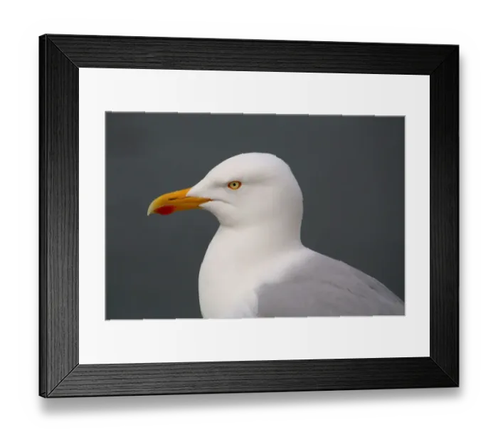 Framed Print : Portrait of a herring gull (Larus argentatus) Framed Print : Portrait of a herring gull (Larus argentatus)
