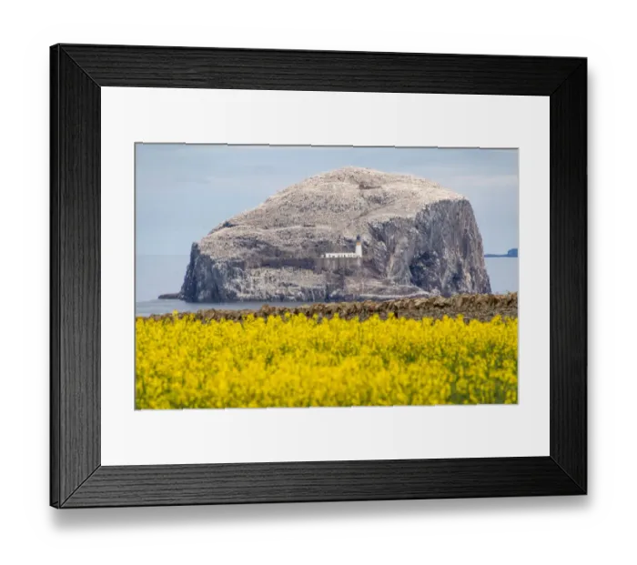 Framed Print : Bass Rock, East Lothian, Scotland Framed Print : Bass Rock, East Lothian, Scotland