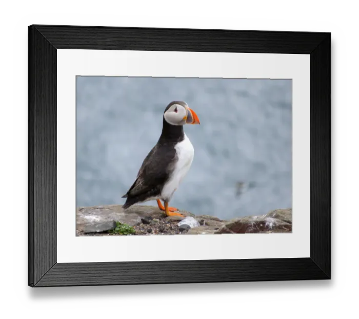 Framed Print : Puffin, Farne islands, England Framed Print : Puffin, Farne islands, England