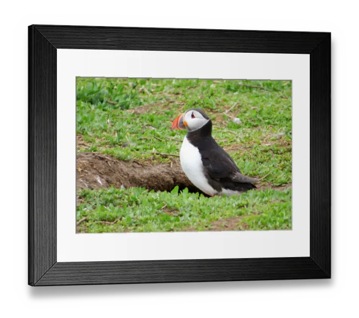 Framed Print : Puffin just outside its burrow, Farne islands, England Framed Print : Puffin just outside its burrow, Farne islands, England