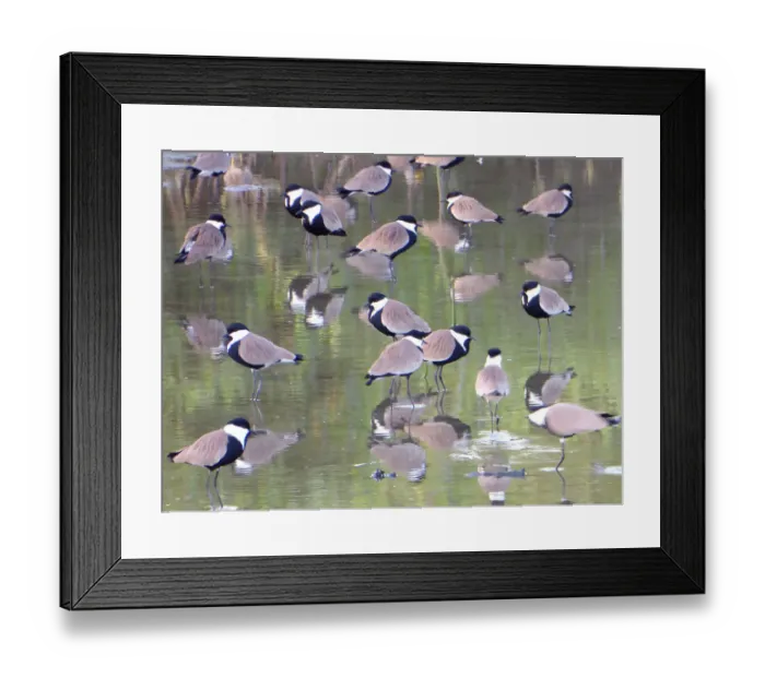 Framed Print : Spur-winged Lapwing (Vanellus spinosus) flock in water with reflection, The Gambia Framed Print : Spur-winged Lapwing (Vanellus spinosus) flock in water with reflection, The Gambia