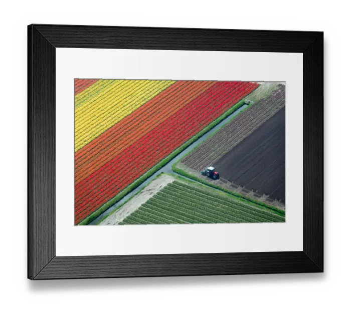 Framed Print : Aerial view of tulip fields and tractor, the Netherlands Framed Print : Aerial view of tulip fields and tractor, the Netherlands