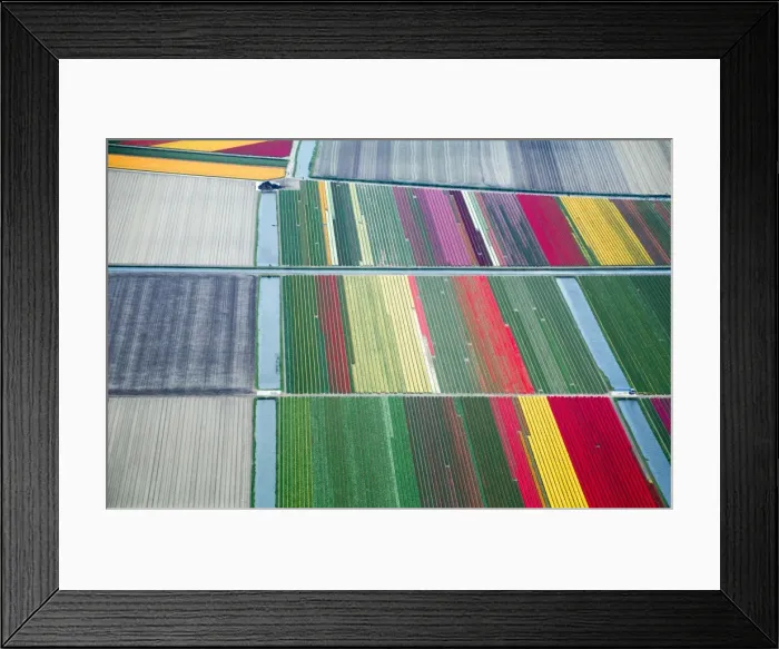 Framed Print : Commercial flower bulb cultivation in the Netherlands Framed Print : Commercial flower bulb cultivation in the Netherlands