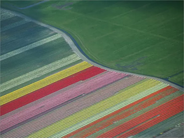 Aerial view of tulip fields in the Netherlands