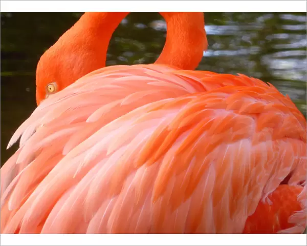 Close-Up of a Flamingo