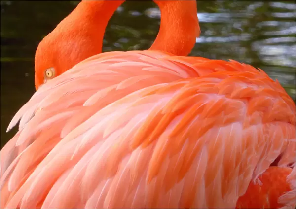 Close-Up of a Flamingo
