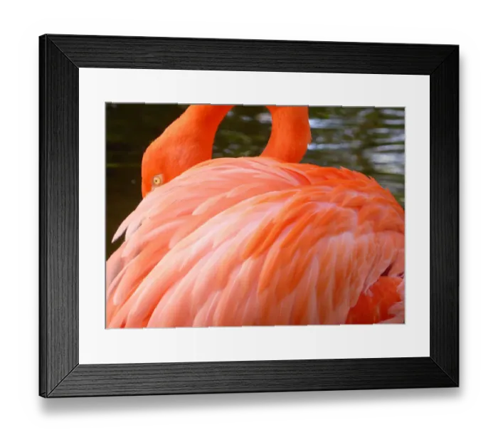 Framed Print : Close-Up of a Flamingo Framed Print : Close-Up of a Flamingo
