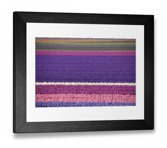 Framed Print : Spring, Fields of hyacinths in the Netherlands Framed Print : Spring, Fields of hyacinths in the Netherlands