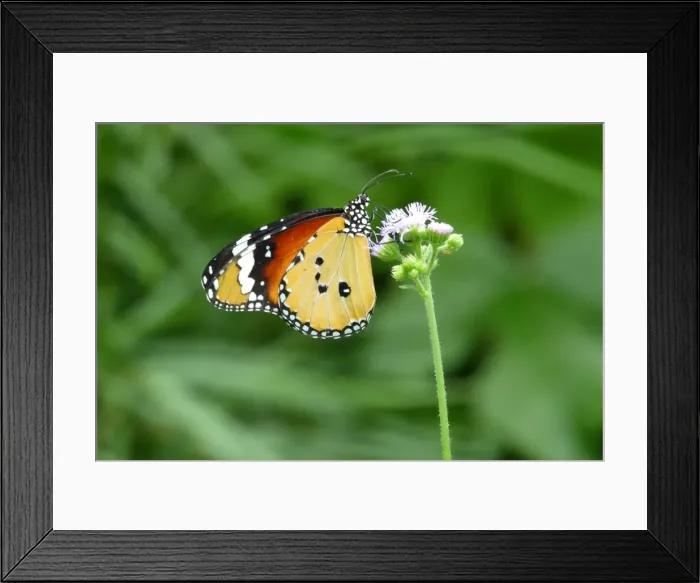 Framed Print : A monarch butterfly, Danaus plexippus Framed Print : A monarch butterfly, Danaus plexippus