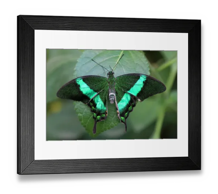 Framed Print : Emerald swallowtail (Papilio palinurus) Framed Print : Emerald swallowtail (Papilio palinurus)