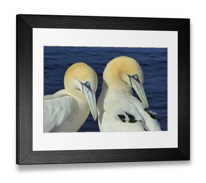 Framed Print : Northern gannets on Helgoland, Germany Framed Print : Northern gannets on Helgoland, Germany