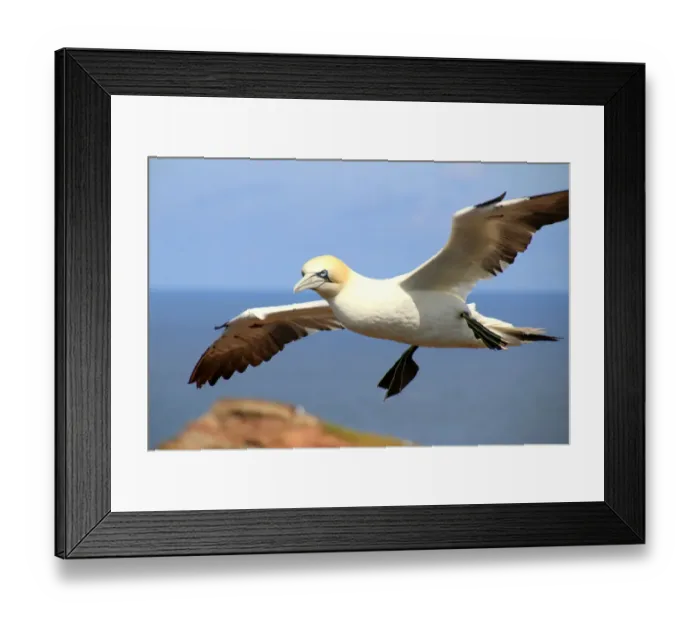 Framed Print : Northern gannet (morus bassanus) in flight Framed Print : Northern gannet (morus bassanus) in flight