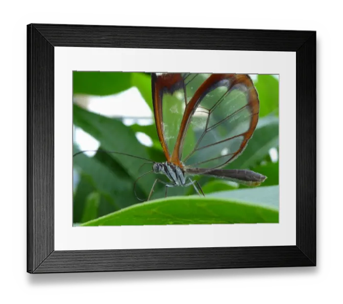 Framed Print : Greta oto or the glasswing butterfly Framed Print : Greta oto or the glasswing butterfly