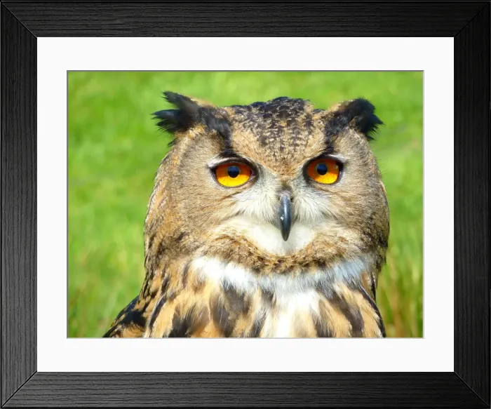 Framed Print : Portrait of an eagle owl, Bubo bubo Framed Print : Portrait of an eagle owl, Bubo bubo