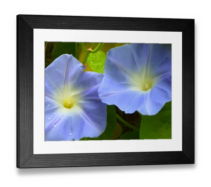 Framed Print : Ipomoea purpurea - morning glory Framed Print : Ipomoea purpurea - morning glory