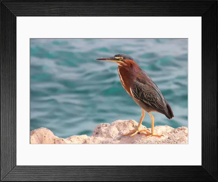 Framed Print : Green heron Framed Print : Green heron
