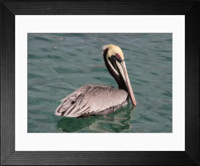 Framed Print : Brown pelican swimming on Cura?ao Framed Print : Brown pelican swimming on Cura?ao
