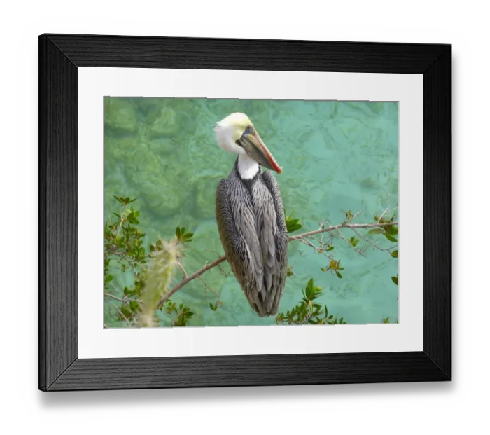 Framed Print : A brown pelican (Pelecanus occidentalis) Framed Print : A brown pelican (Pelecanus occidentalis)