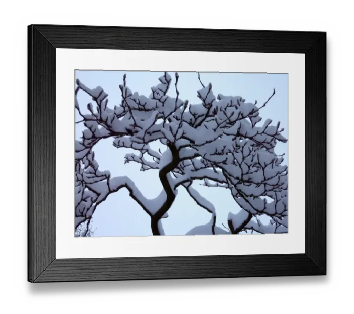 Framed Print : Heavy snow on the branches Framed Print : Heavy snow on the branches