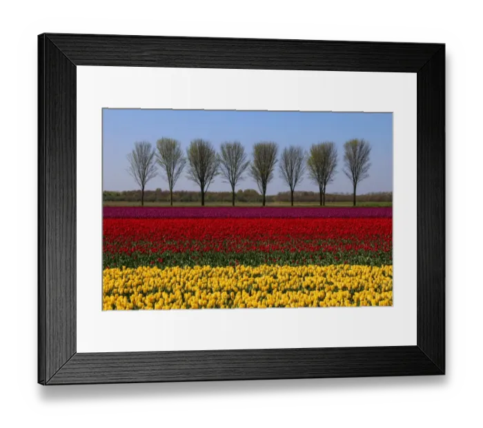 Framed Print : Landscape with tulips in spring, Netherlands Framed Print : Landscape with tulips in spring, Netherlands