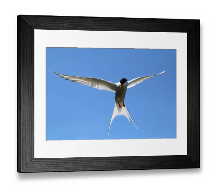 Framed Print : Arctic tern (Sterna paradisaea) in flight Framed Print : Arctic tern (Sterna paradisaea) in flight