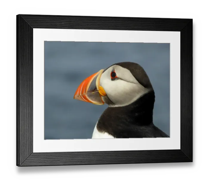 Framed Print : Portrait of a puffin Framed Print : Portrait of a puffin