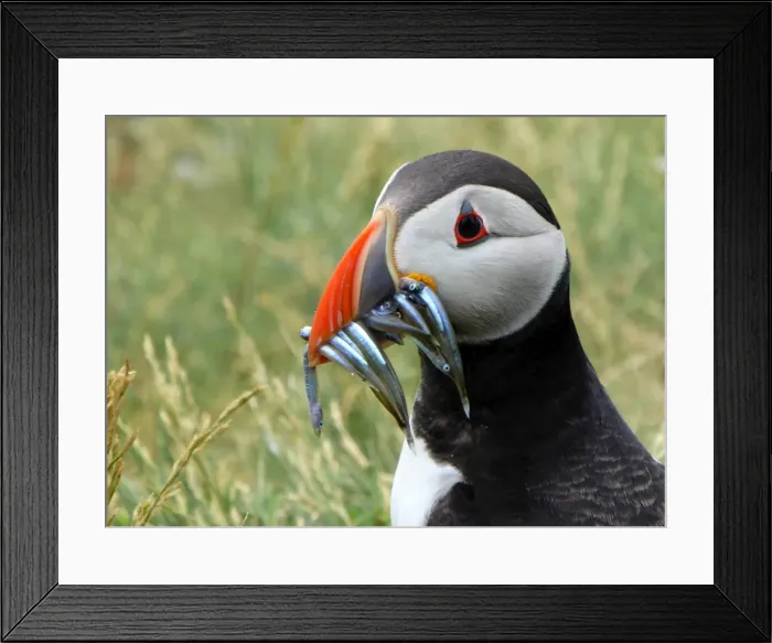 Framed Print : Puffin with sand eels on Staple island Framed Print : Puffin with sand eels on Staple island