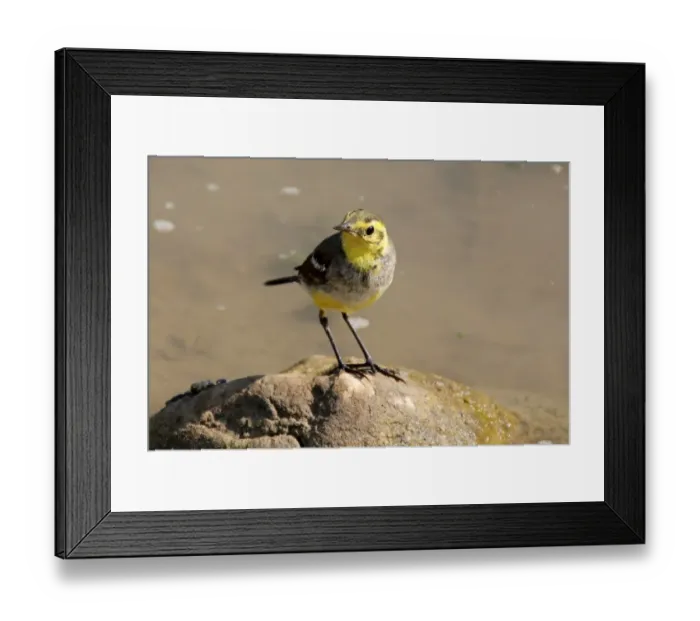 Framed Print : Cute little bird (Citrine wagtail) Framed Print : Cute little bird (Citrine wagtail)