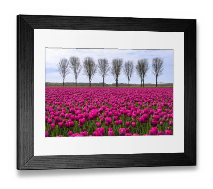 Framed Print : Spring landscape with tulips Framed Print : Spring landscape with tulips