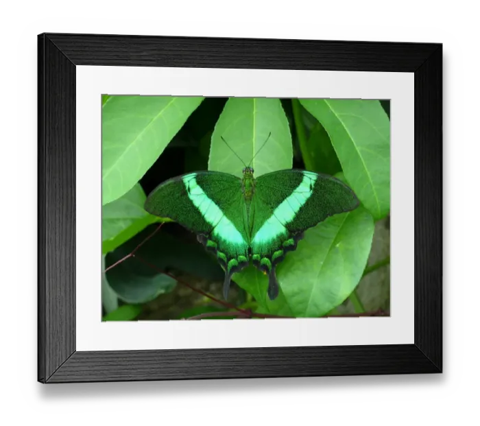 Framed Print : Green on green in Kew Gardens Framed Print : Green on green in Kew Gardens