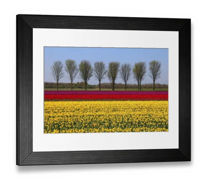 Framed Print : Landscape with tulips Framed Print : Landscape with tulips