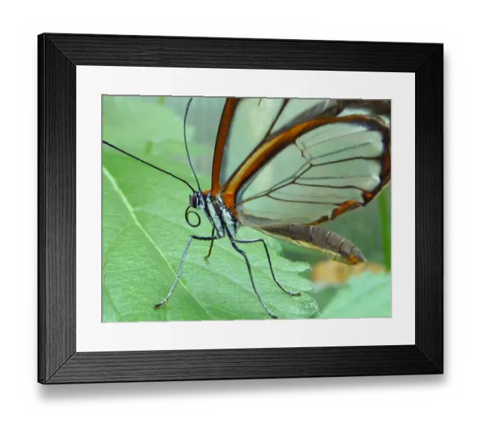 Framed Print : Glasswinged butterfly Framed Print : Glasswinged butterfly