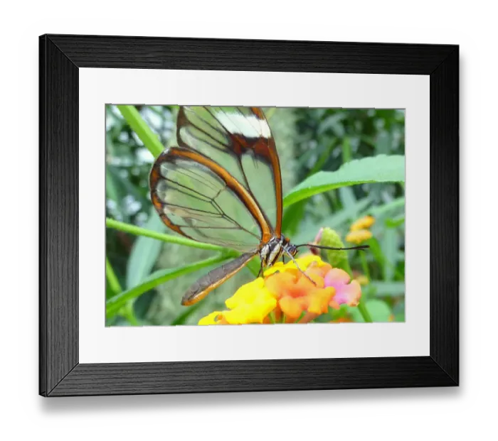 Framed Print : The Glasswinged butterfly Framed Print : The Glasswinged butterfly