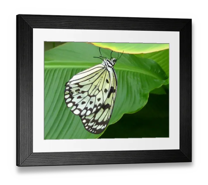 Framed Print : Butterfly on banana leaf Framed Print : Butterfly on banana leaf