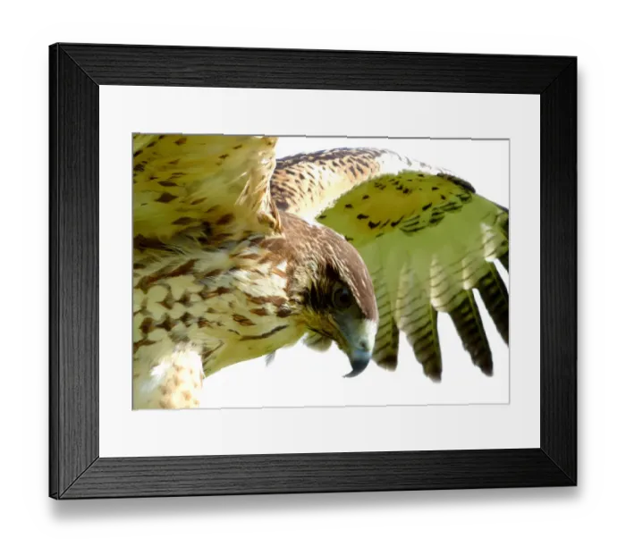 Framed Print : Bird of prey (Buteo) Framed Print : Bird of prey (Buteo)